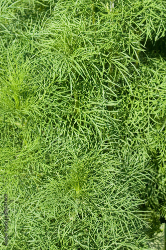 Leaves of Fennel Herb