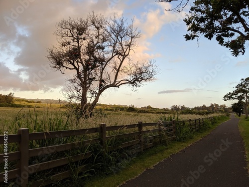 Early Morning Walk on Trail in Hawaii