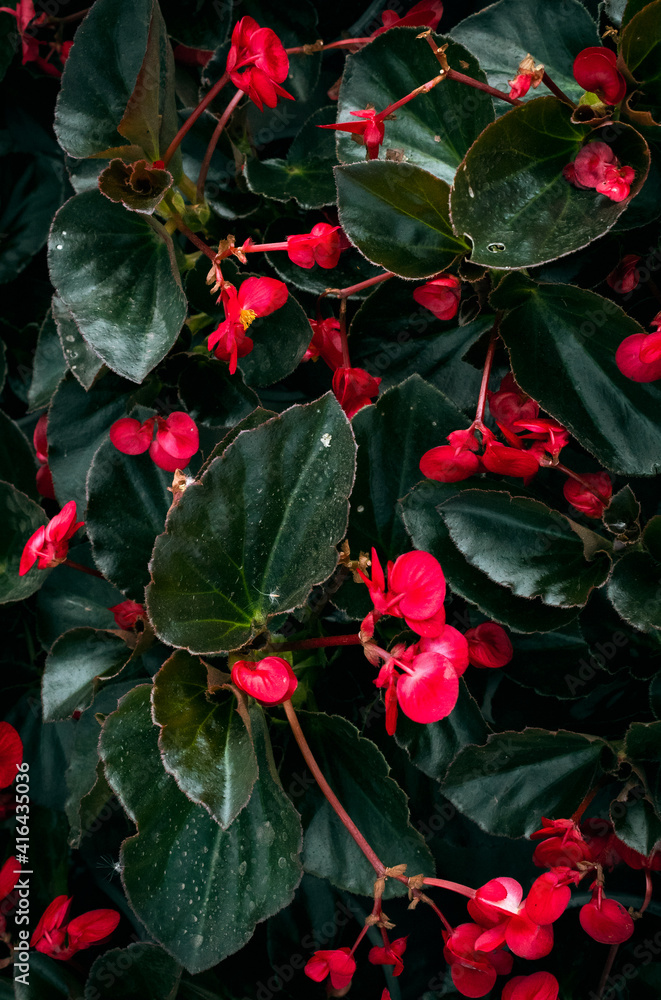 Texture of red flowers and green leaves wallpaper Texture of red flowers and green leaves wallpaper