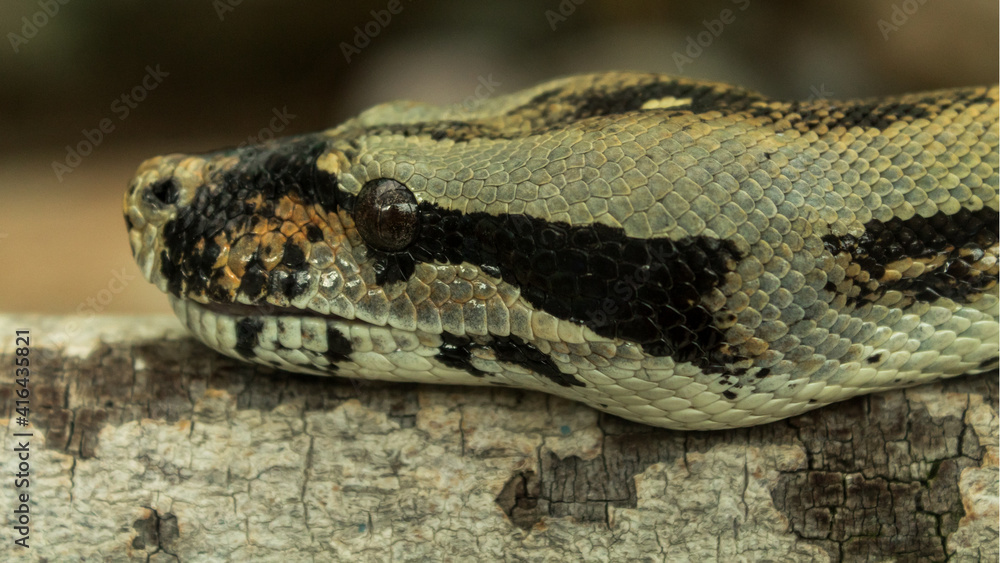 Close up of a light green snake head laying on a log Close up of a light green snake head laying on a log