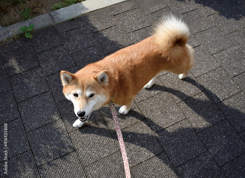 柴犬・散歩・見上げる