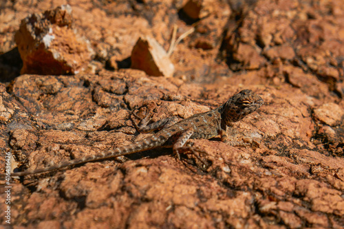 Small lizard on red rocks in Outback Queensland, Australia, near Longreach. Good example of Camouflage. photo
