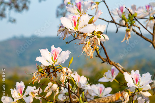 Beautiful white blooming Mountain ebony flower, Orchid flower, Purple bauhinia photo