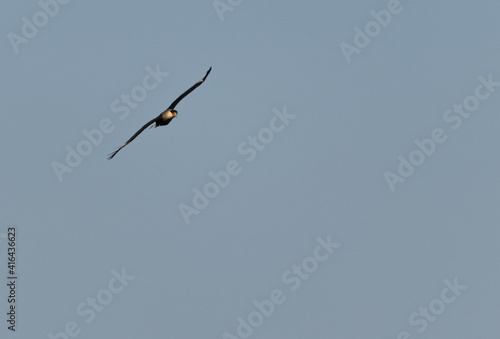 Primer plano de un pájaro caracara quebrantahuesos volando en el cielo azul sin nubes