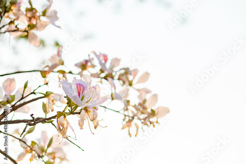 Beautiful white blooming Mountain ebony flower  Orchid flower  Purple bauhinia