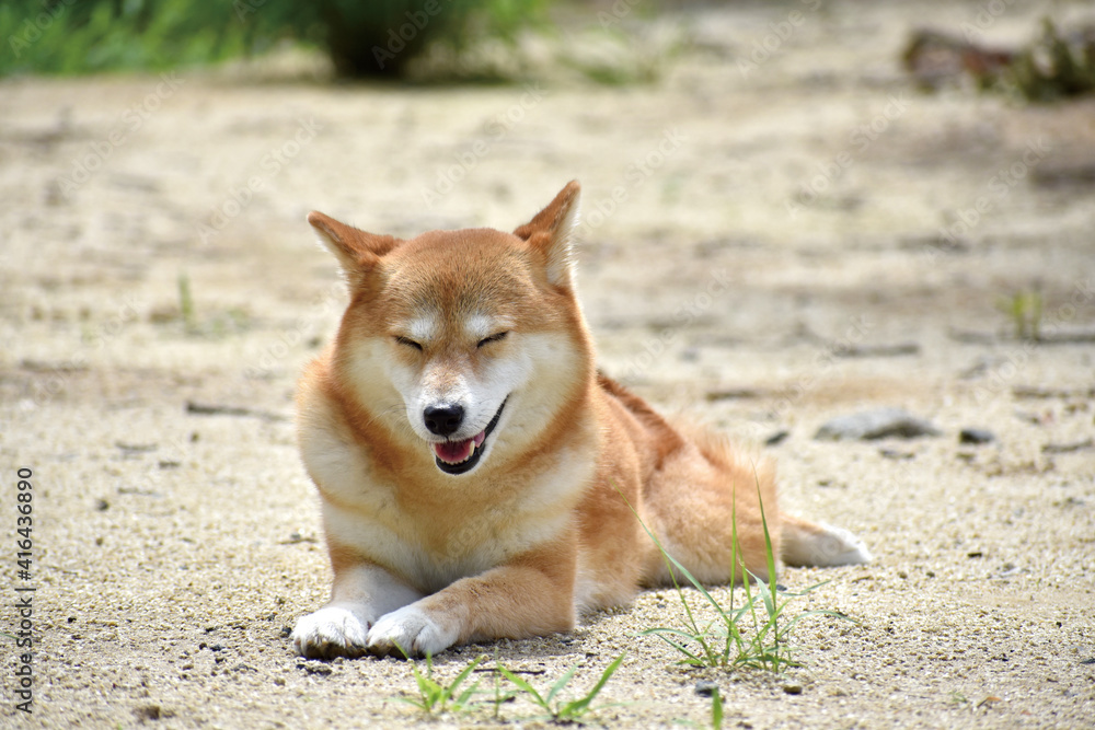 柴犬・笑う・ごきげん 柴犬・笑う・ごきげん