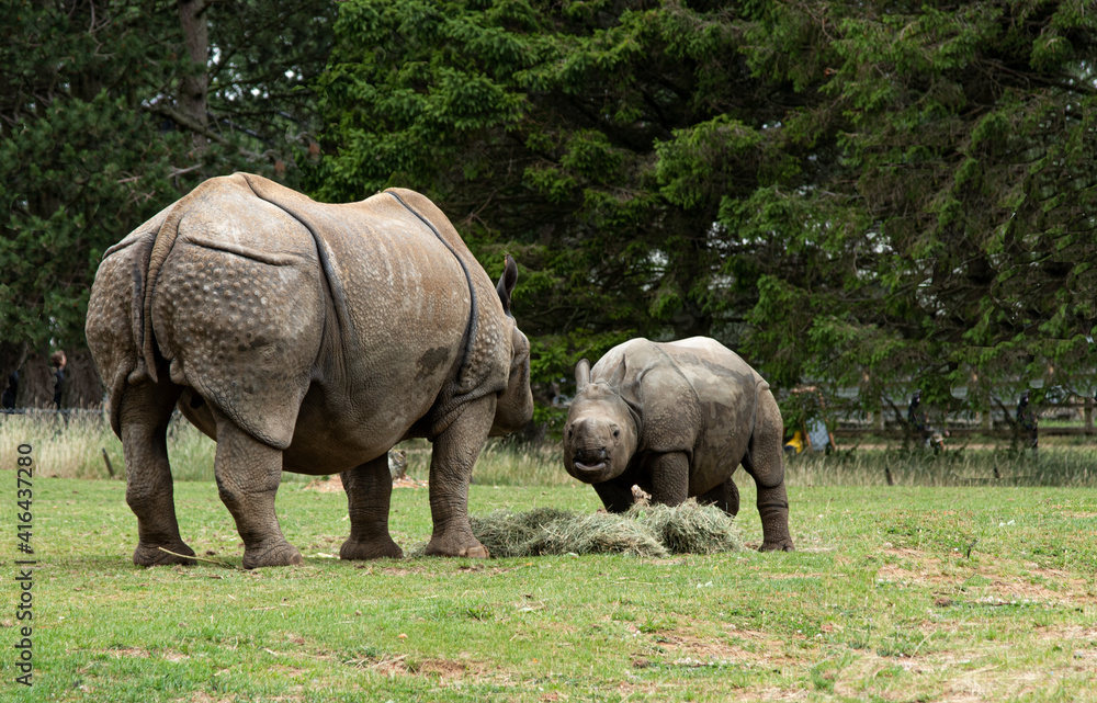 rhino in the wild rhino in the wild