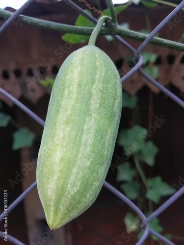 Coccinia grandis or pumpkin ivy. also known as red pumpkin, tindora and kowai fruit, is a tropical grape. photo