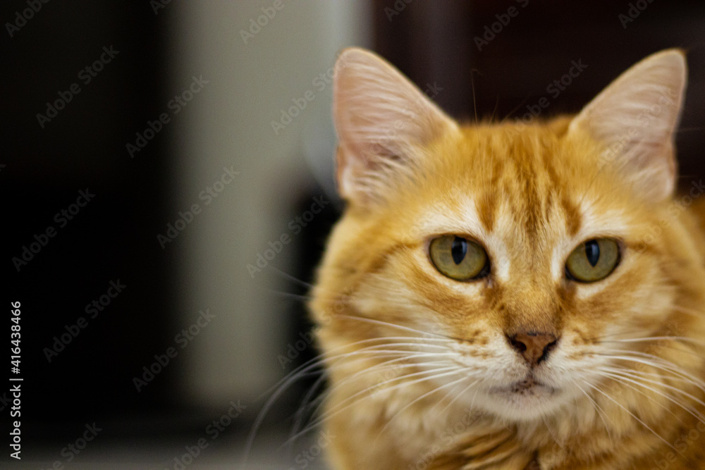 gata laranja gata laranja