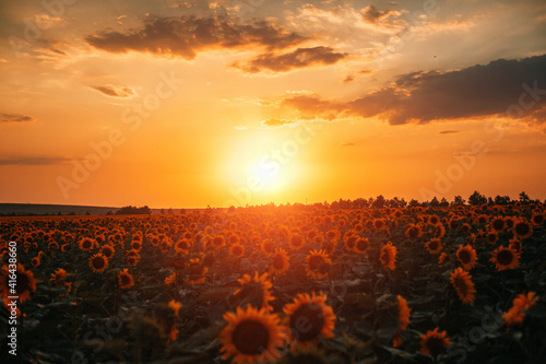 Beautiful field of sunflowers and sunset sky with clouds