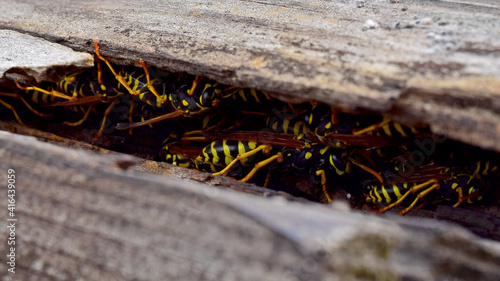 Yellowjackets wasps nest on rooftop