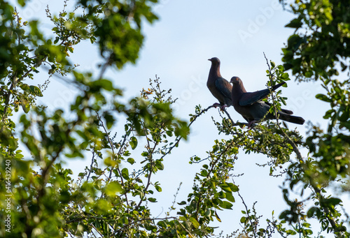 Enfoque selectivo de un par de palomas posadas en las ramas de los árboles
