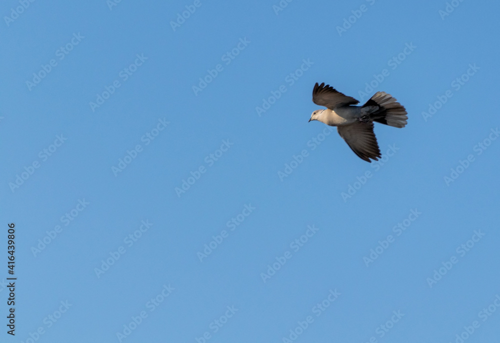 Fototapeta premium Primer plano de una paloma volando en un cielo azul sin nubes