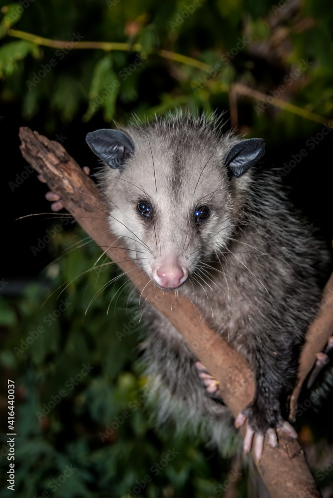 Naklejka premium Virginia Opossum (Didelphis virginiana) in garden, Los Angeles, California, USA