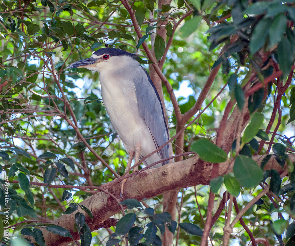 A large grey blue bird is perched on a tree limb. A large grey blue bird is perched on a tree limb.