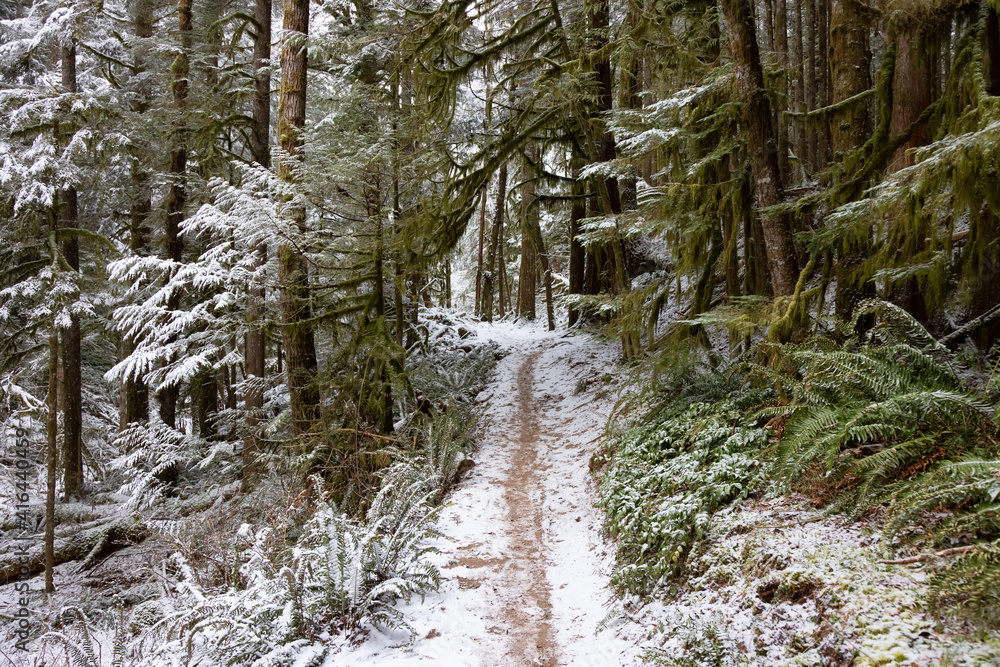 Beautiful Hiking Trail in the Forest during winter morning. White Snow Covered. Taken in Squamish, North of Vancouver, British Columbia, Canada. Beautiful Hiking Trail in the Forest during winter morning. White Snow Covered. Taken in Squamish, North of Vancouver, British Columbia, Canada.