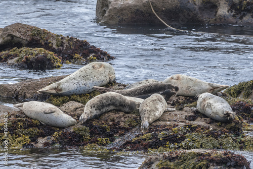 Common Seal (Phoca vitulina) in Bodega Bay, California, USA © Nick Taurus