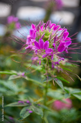Pink  purple and white spider flowers  Cleome hassleriana  in the front yard. It is a flower that is native to southern America.