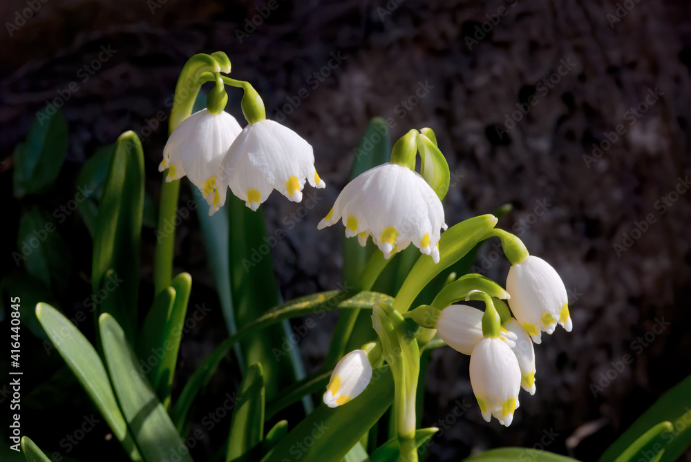 Spring Snowflake (Leucojum vernum) in garden Spring Snowflake (Leucojum vernum) in garden