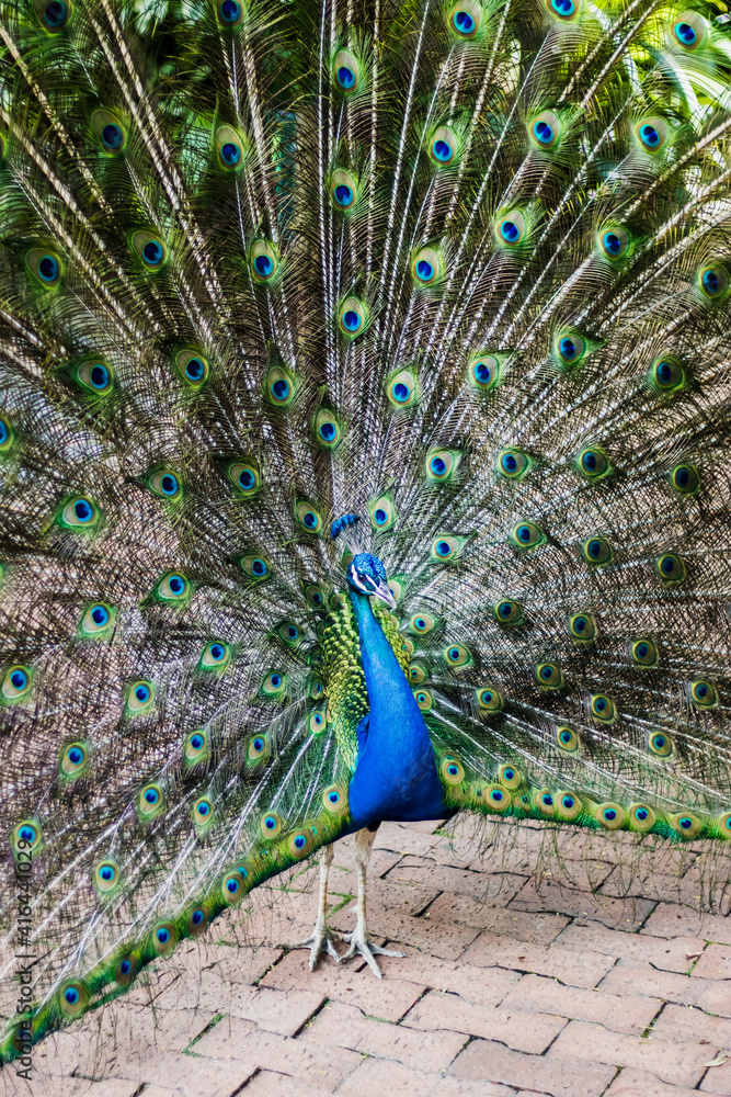 Fototapeta premium Pavo real Zoológico Cali
