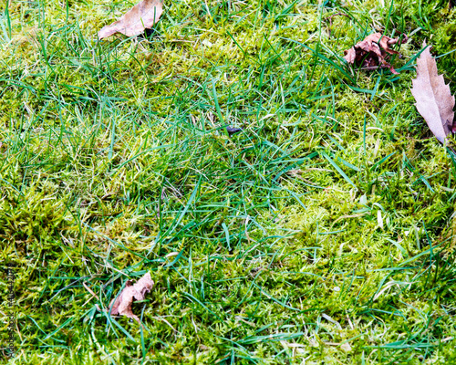 Moss overtaking the grass in a lawn; lawn in need of maintenance to remove moss