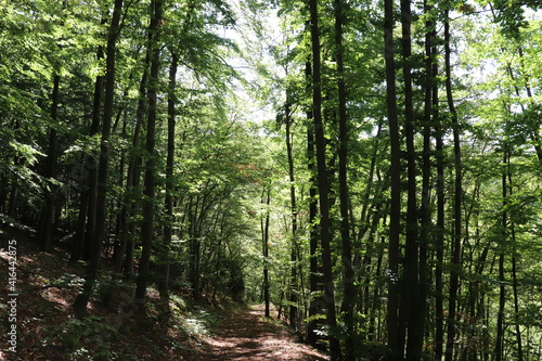 Sommer Wald Sommerwald Wandern Wanderung Licht Schatten Buchen Laubwald Mittelgebirge