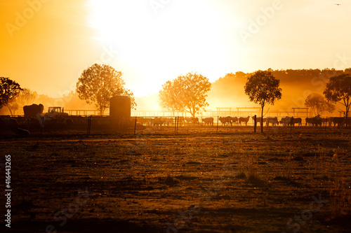 The bulls in the yards on a remote cattle station in Northern Territory in Australia at sunrise. photo