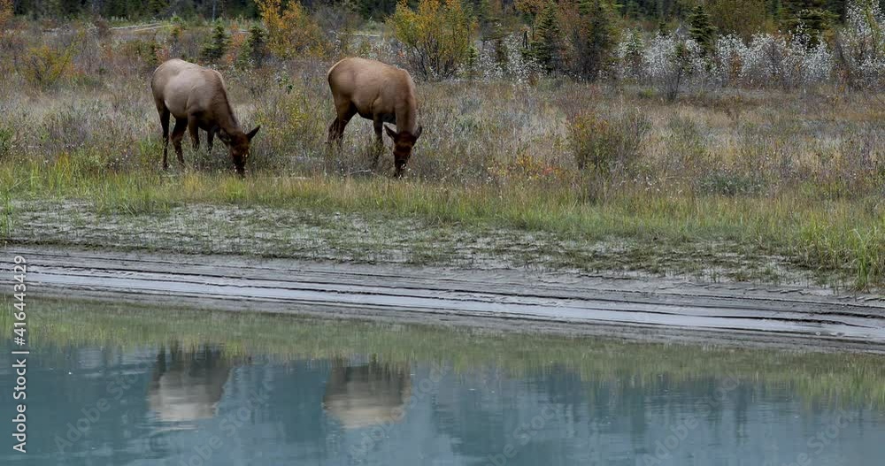 Female elk standing by river eating grass, their reflections visible in the water. Female elk standing by river eating grass, their reflections visible in the water.