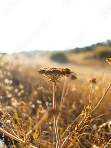 Dawn Flower in South Portugal