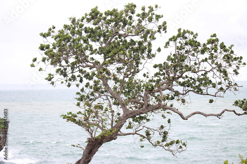 tree on the beach