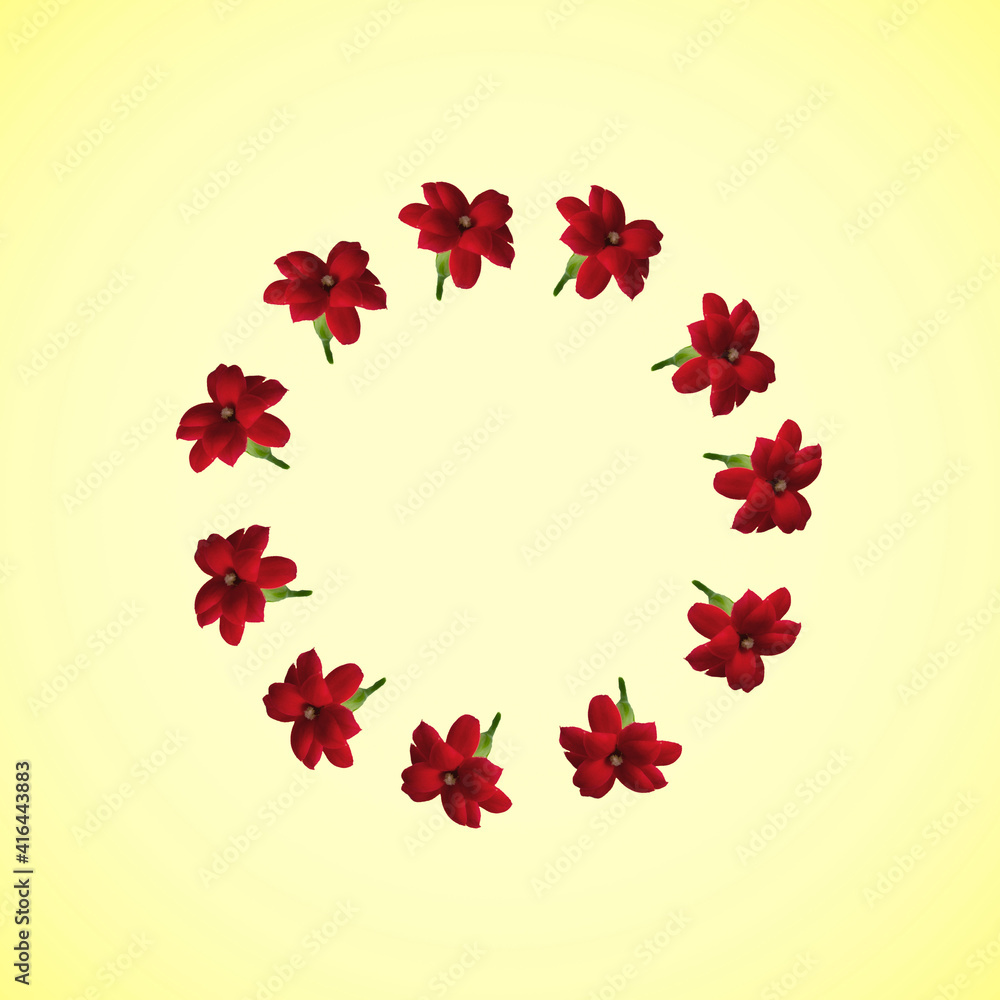 circle of flowers. beautiful flower circle. circle of red flowers on a yellow background. top view, flat background circle of flowers. beautiful flower circle. circle of red flowers on a yellow background. top view, flat background