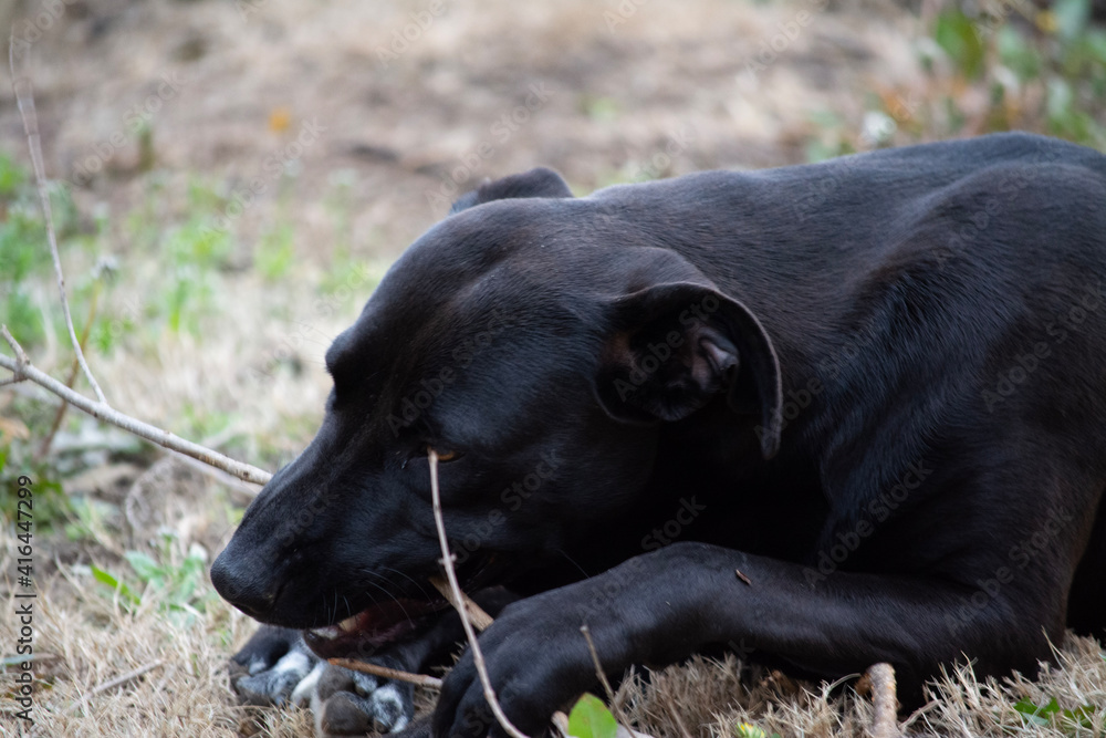 black labrador retriever black labrador retriever