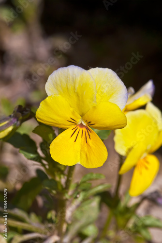 Heartsease (Viola tricolor) in garden