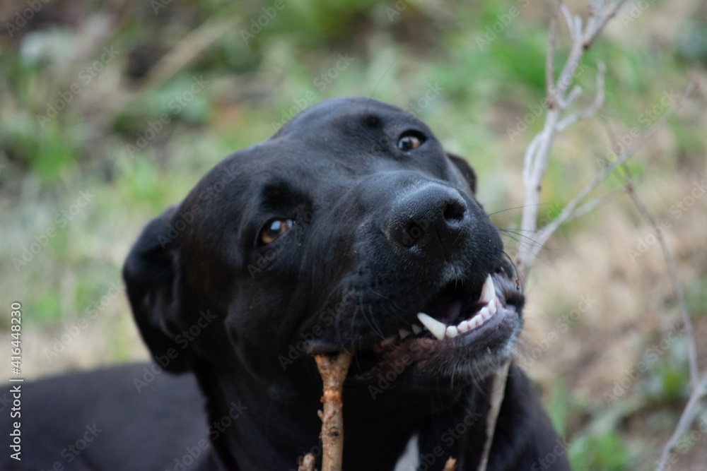 black labrador retriever