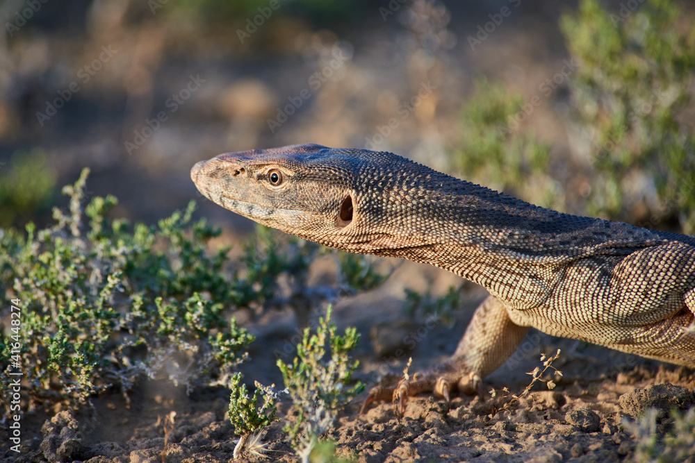 Obraz premium The desert monitor (Varanus griseus).The desert monitor (Varanus griseus) is the biggest lizard in Central Asia. 