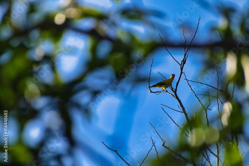 yellow naped oriole on a branch photo