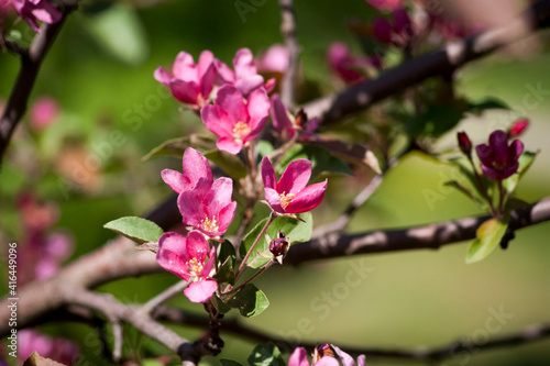 Spring. Bright pink apple blossoms on the branches close-up.