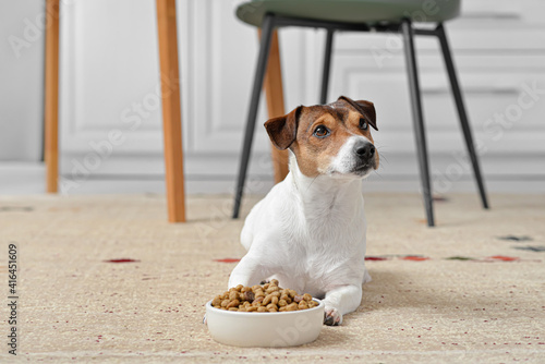 Fototapeta Cute dog near bowl with food in kitchen