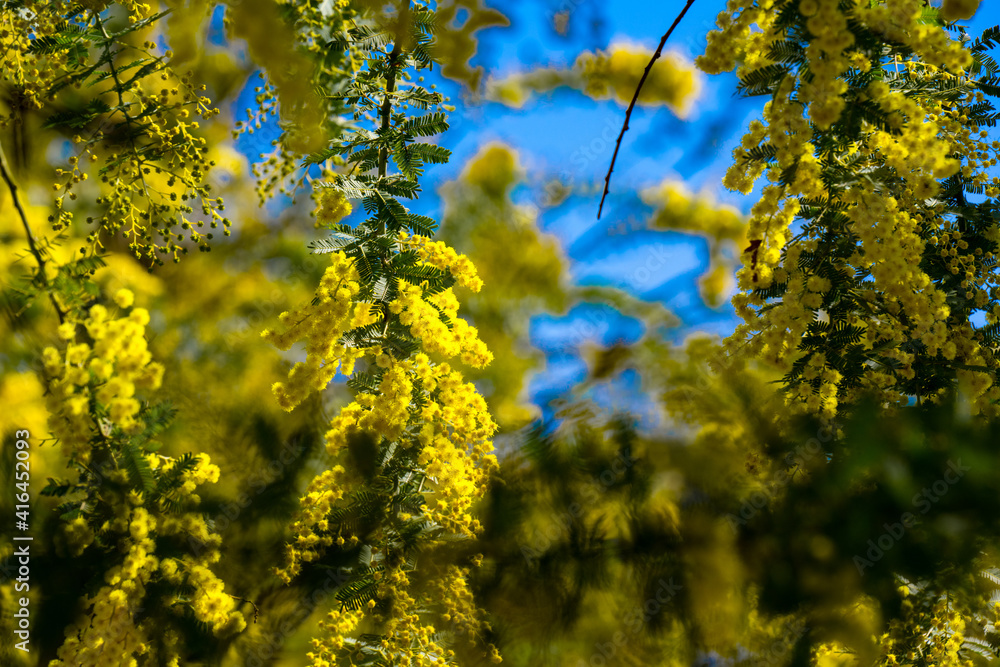 Fototapeta premium 大神のミモザ
