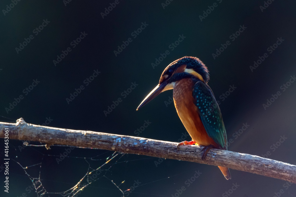 Fototapeta premium Kingfisher or Alcedo atthis perches on a branch