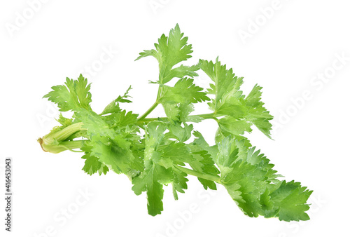 fresh celery with leaves isolated on white background