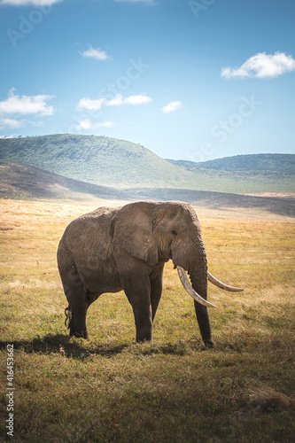 Isolated large adult male elephant (Elephantidae) at grassland conservation area of Ngorongoro crater. Wildlife safari concept. Tanzania. Africa