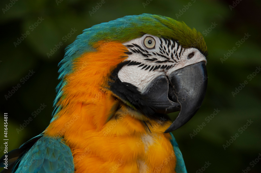 Close shot of a beautiful Parrot
