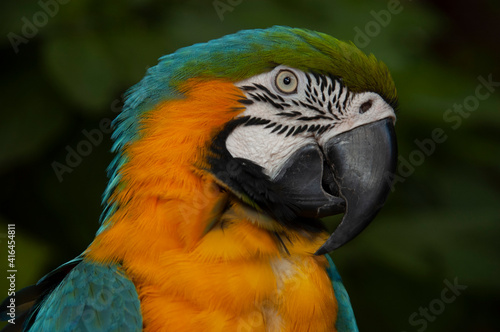 Close shot of a beautiful Parrot © Tom