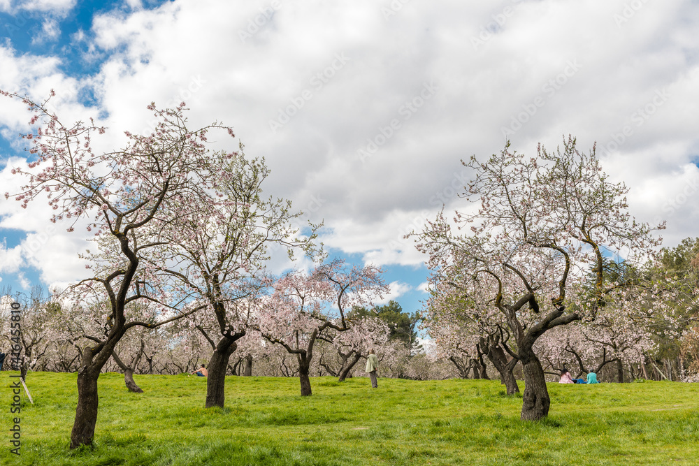 Almond trees in bloom in the public park of Quinta de los Molinos in Madrid Almond trees in bloom in the public park of Quinta de los Molinos in Madrid