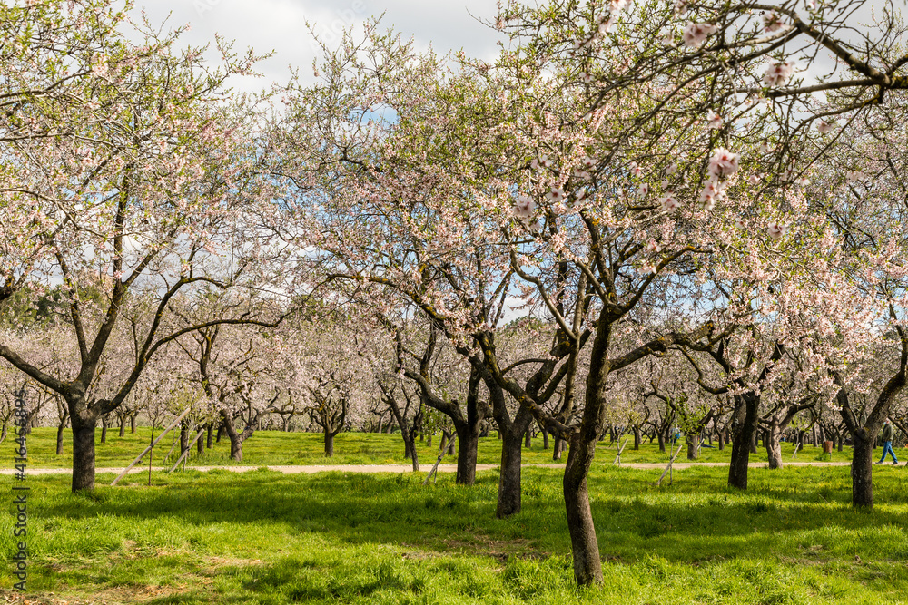 Almond trees in bloom in the public park of Quinta de los Molinos in Madrid Almond trees in bloom in the public park of Quinta de los Molinos in Madrid