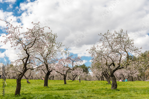 Almond trees in bloom in the public park of Quinta de los Molinos in Madrid © josevgluis