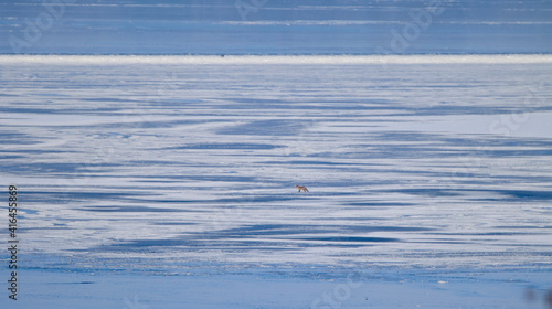 Fuchs auf dem Eis 