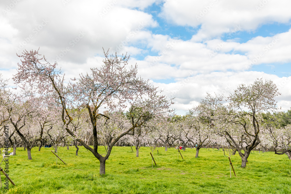 Almond trees in bloom in the public park of Quinta de los Molinos in Madrid Almond trees in bloom in the public park of Quinta de los Molinos in Madrid