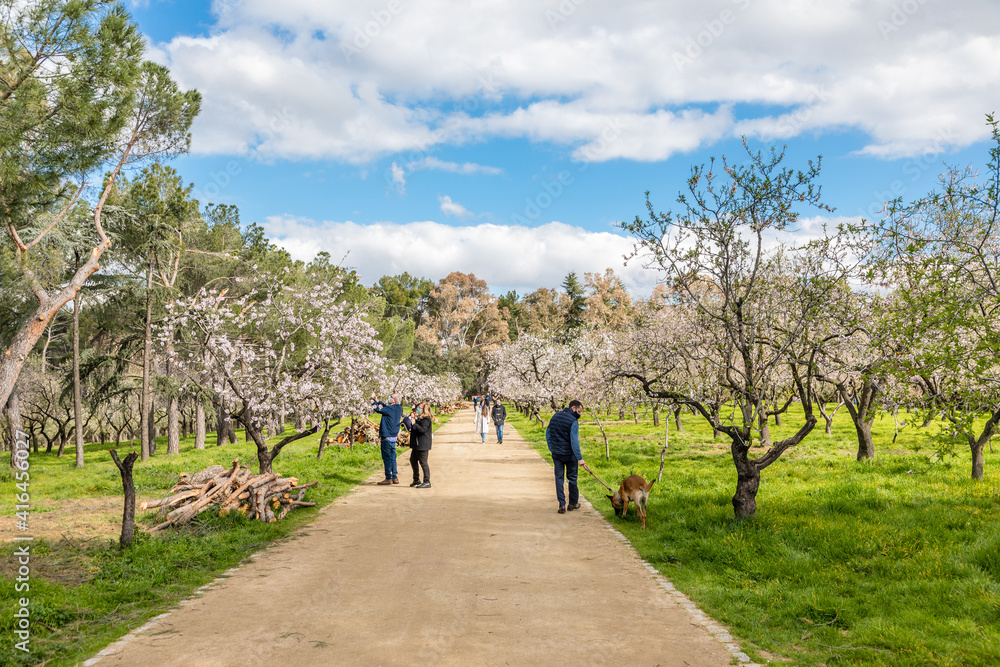 Almond trees in bloom in the public park of Quinta de los Molinos in Madrid Almond trees in bloom in the public park of Quinta de los Molinos in Madrid
